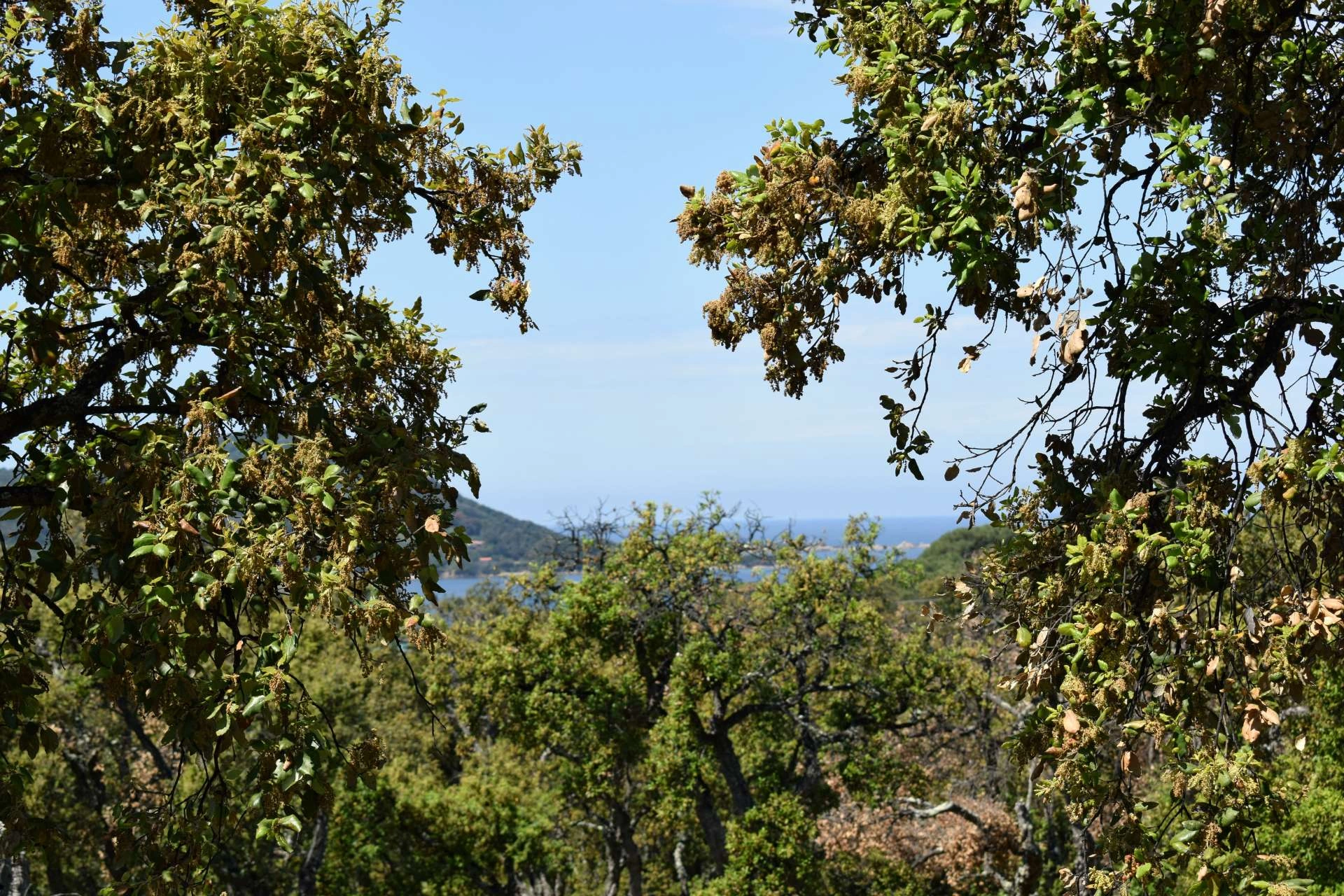 La Corse-du-Sud
