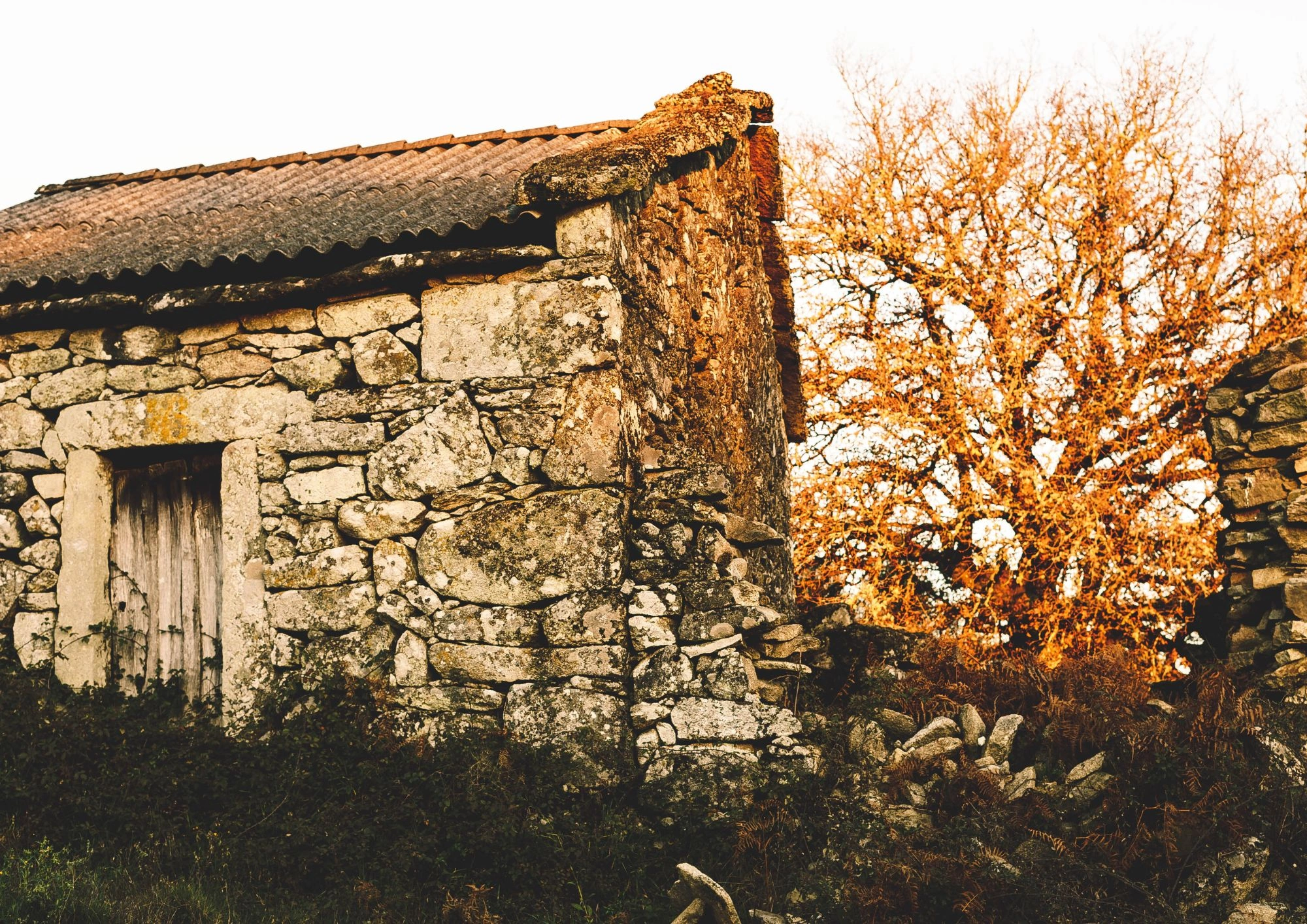 Bergerie corse : histoire et origine d’un habitat emblématique